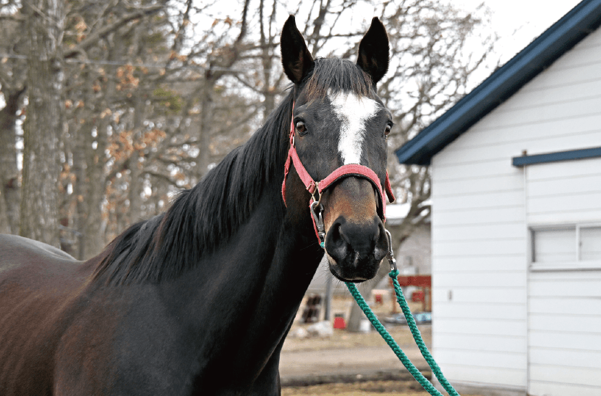風のたより：ヤングマンパワー　種牡馬を引退して功労馬に