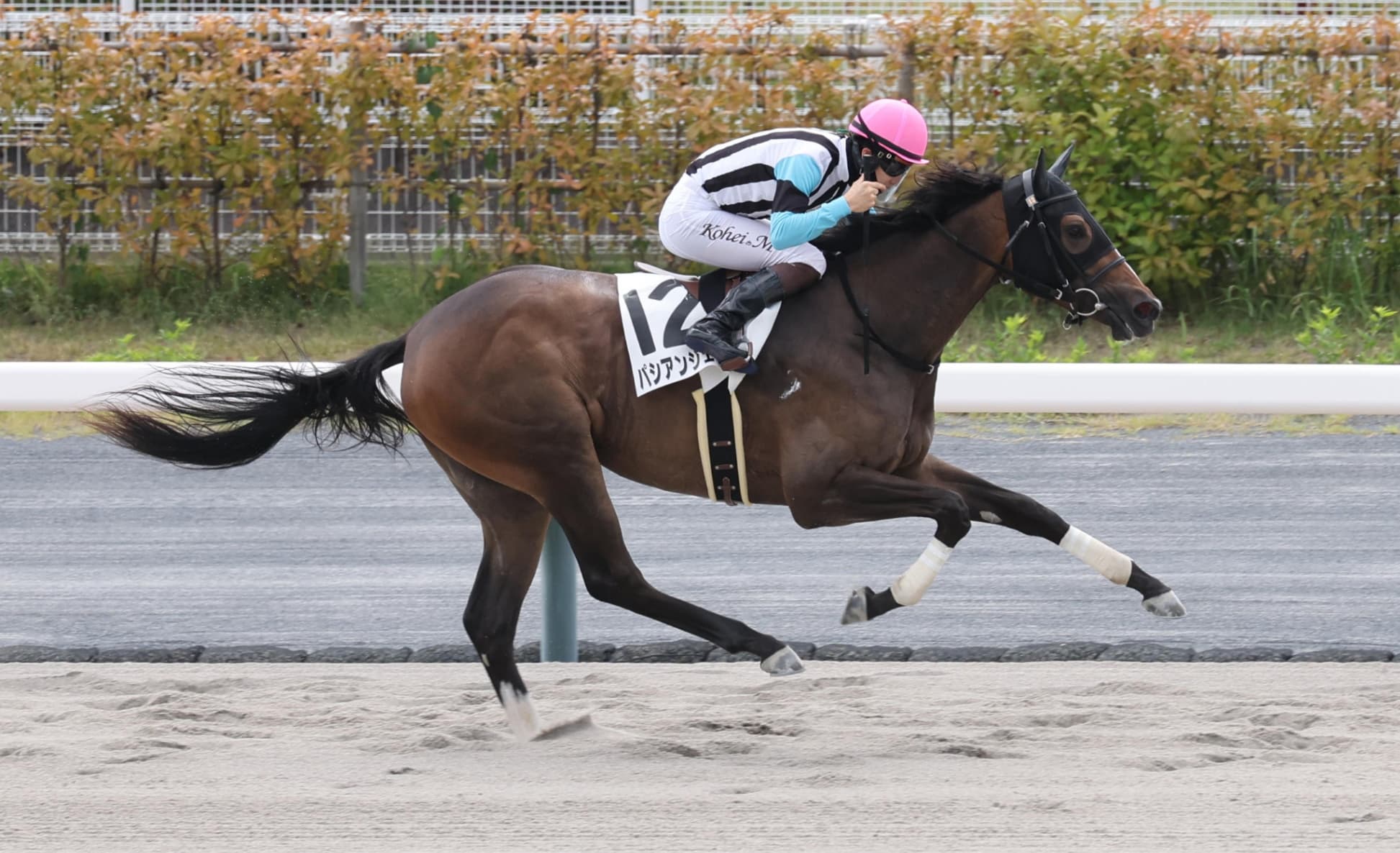 2歳馬情報：パシアンジェンヌ（カメリアテソーロの2024）