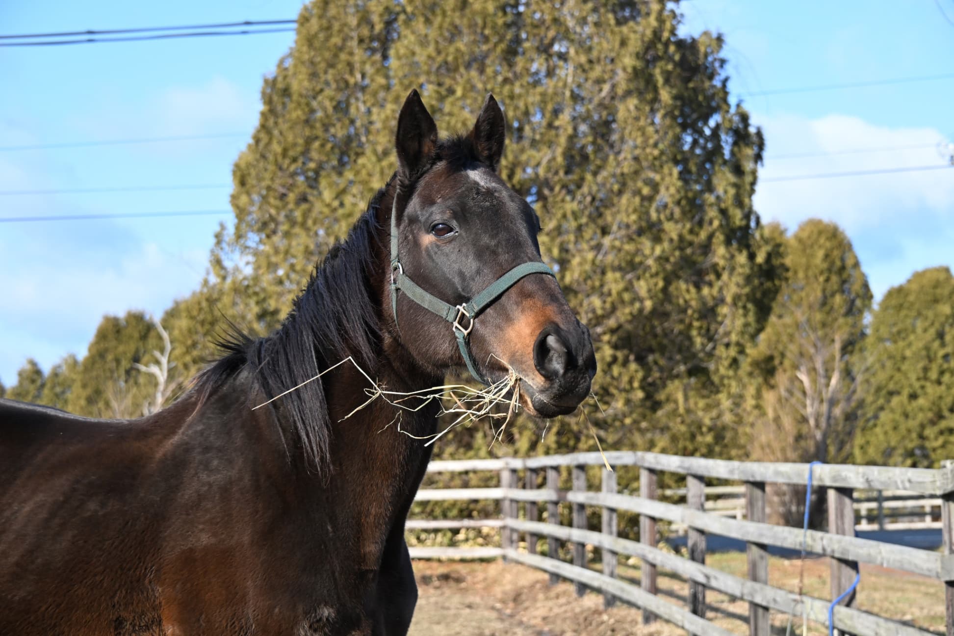 風のたより：ライブコンサート　明和牧場ゆかりの馬とともに余生を送る