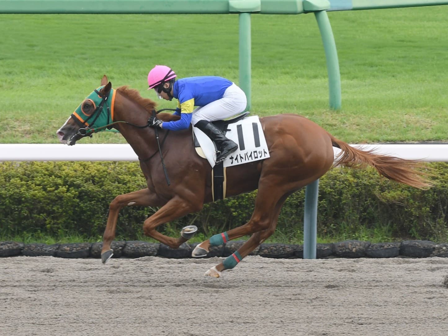 相沢師コラム・トレセン365日WEB版（430）：一度使ってさらに前進！松山騎手との初コンビで連勝狙う・ナイトパイロット