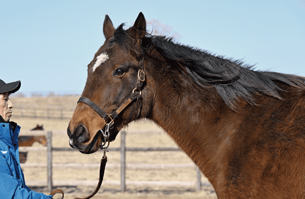 風のたより：ギベオン　社台ファームで〝教官役〟を務める