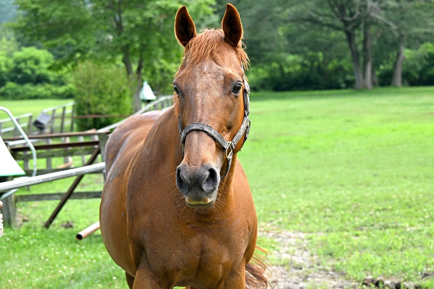エーシンヴァーゴウ　夏に輝いた快足牝馬