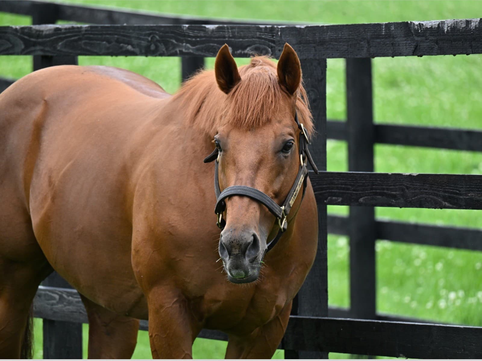 新米パパの休日②レモンポップ【完全版】