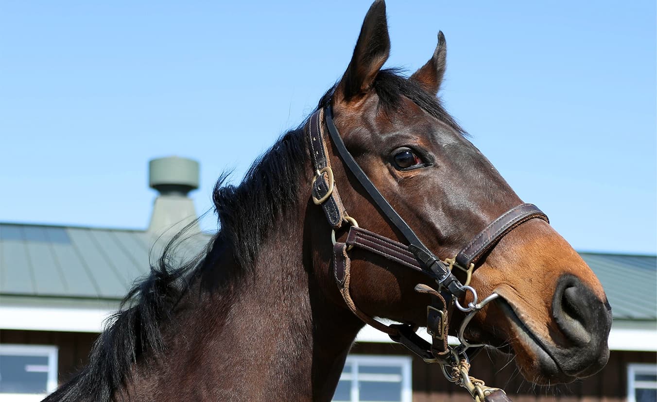 2歳馬情報：エターナルバラード（バラーディストの2024）3月中旬