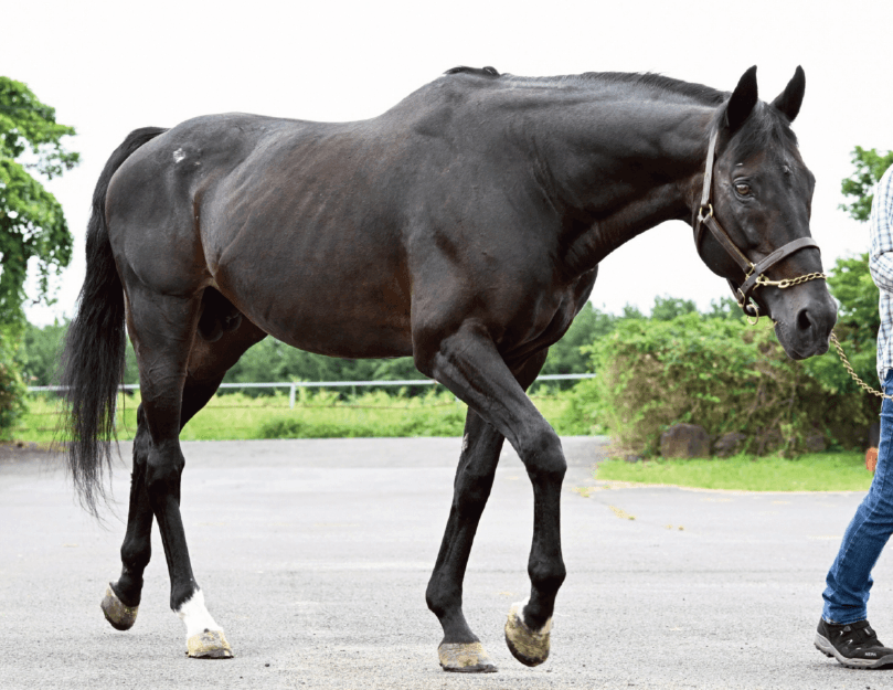 風のたより：テスタマッタ　異国の地で種牡馬として活躍中