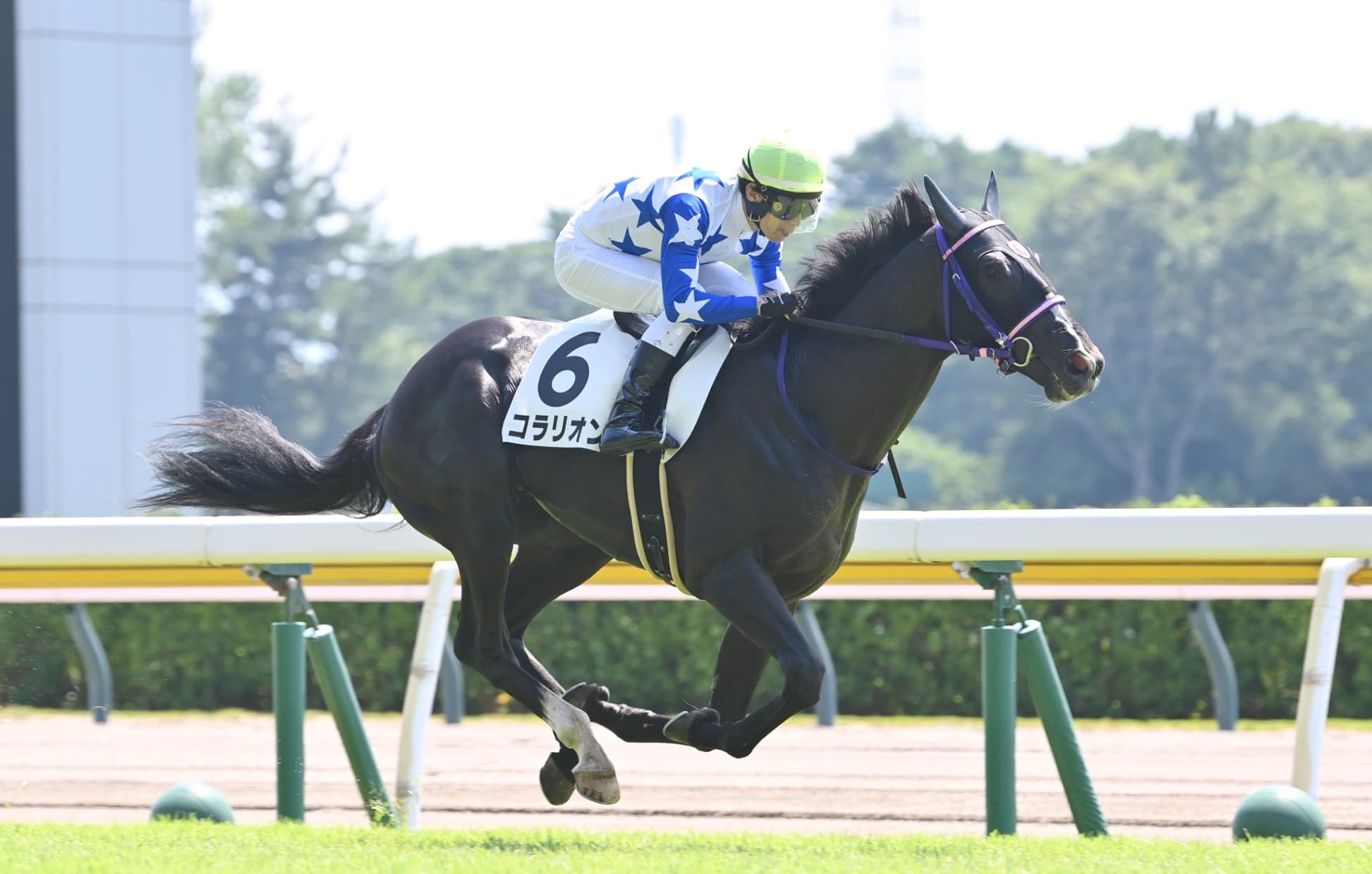 2歳馬情報：コラリオン（ディープジュエリーの2024）