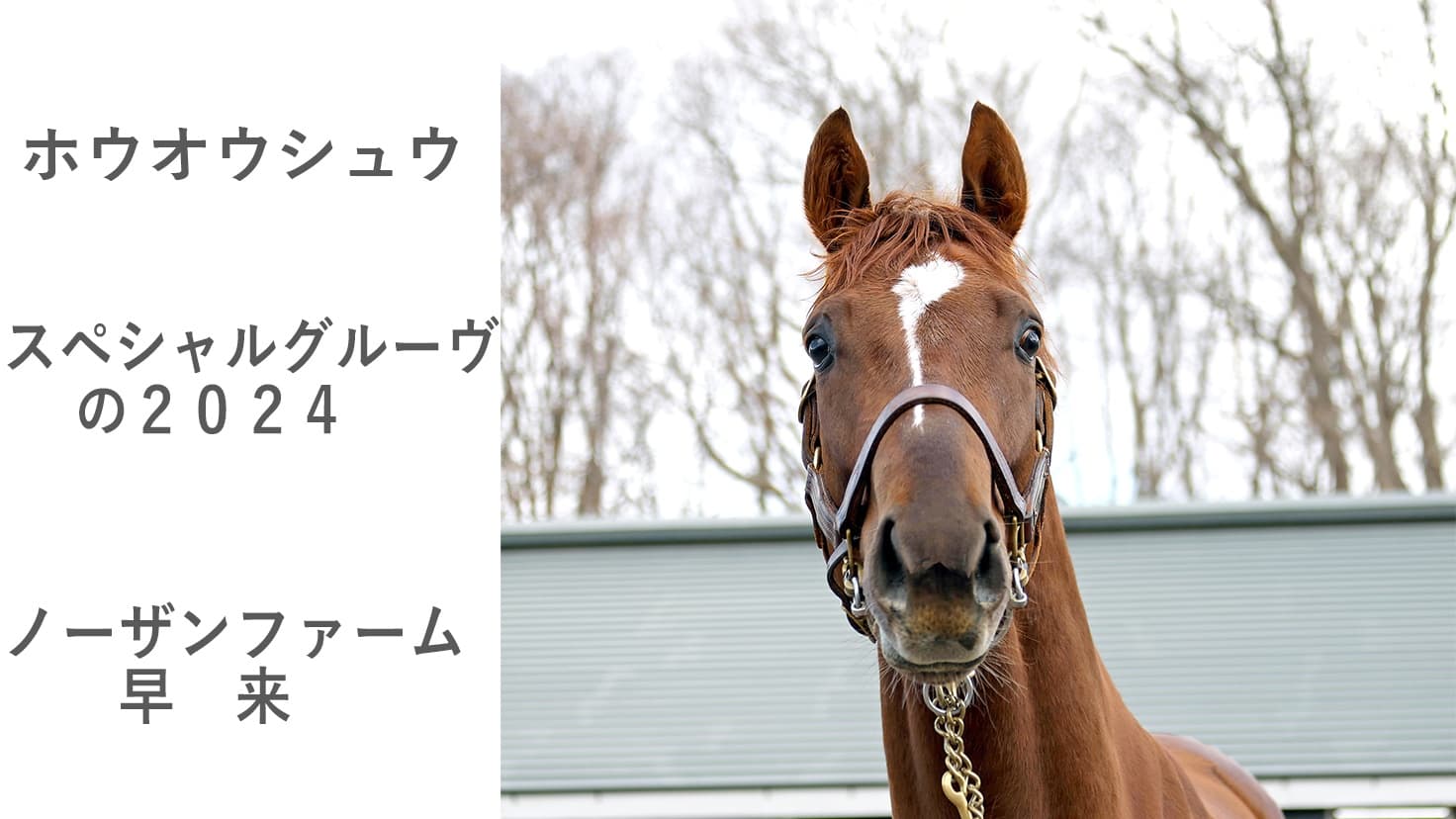 2歳馬情報：ホウオウシュウ（スペシャルグルーヴの2024)3月上旬