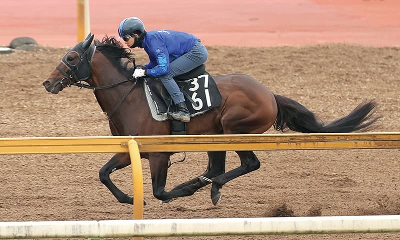 ラジオNIKKEI賞（6月28日 福島 GⅢ芝1800㍍）