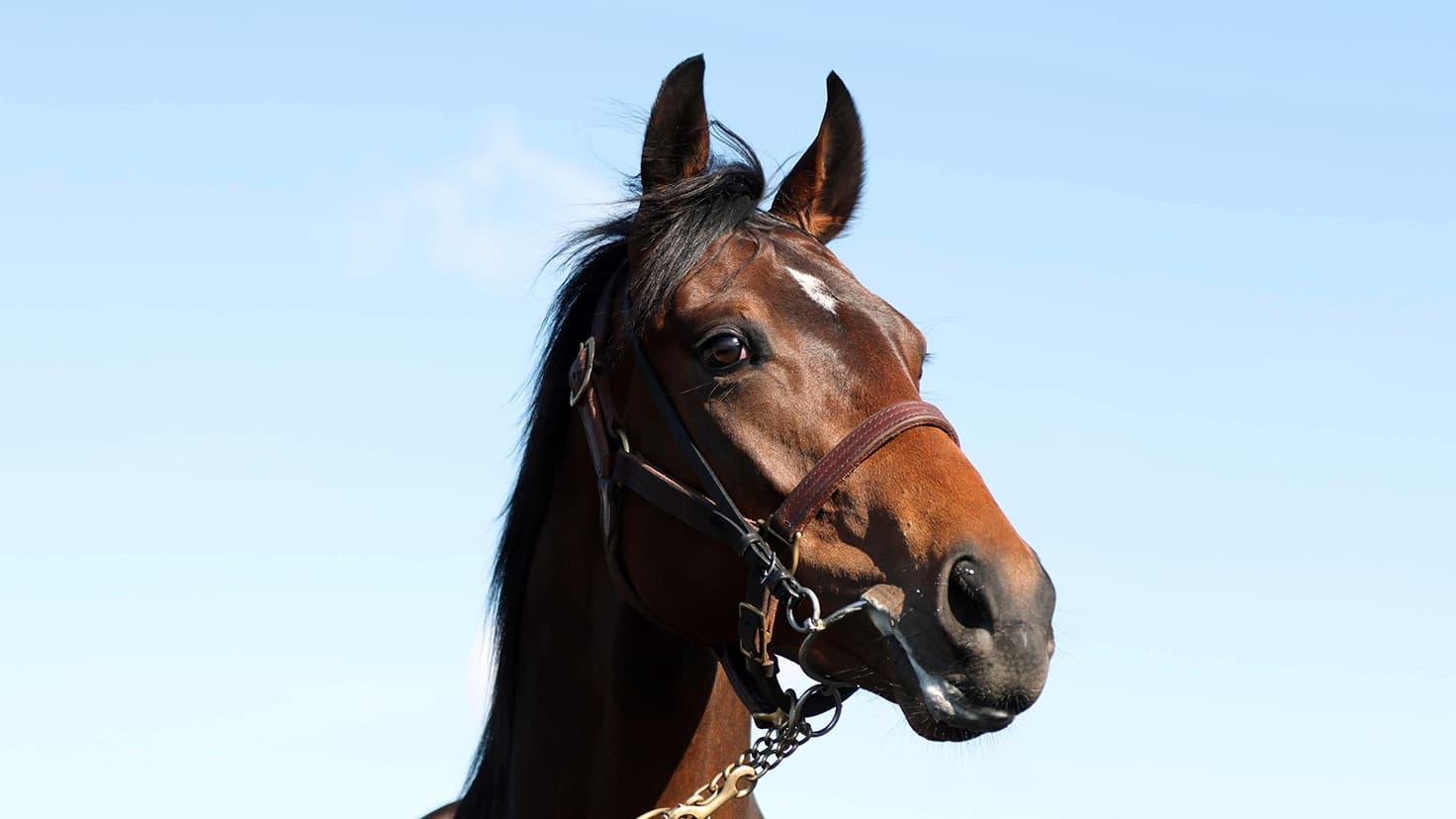 2歳馬情報：オールシティキング（セルフレスリーの2024）3月中旬