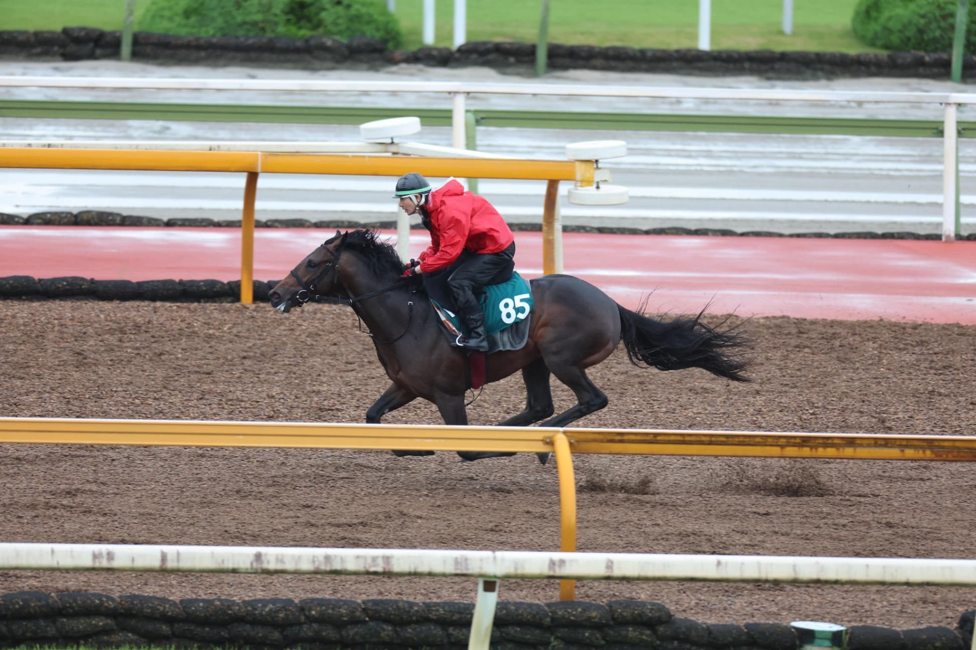 2歳馬情報：ラッキースパークル（ラッキーライラックの2024）