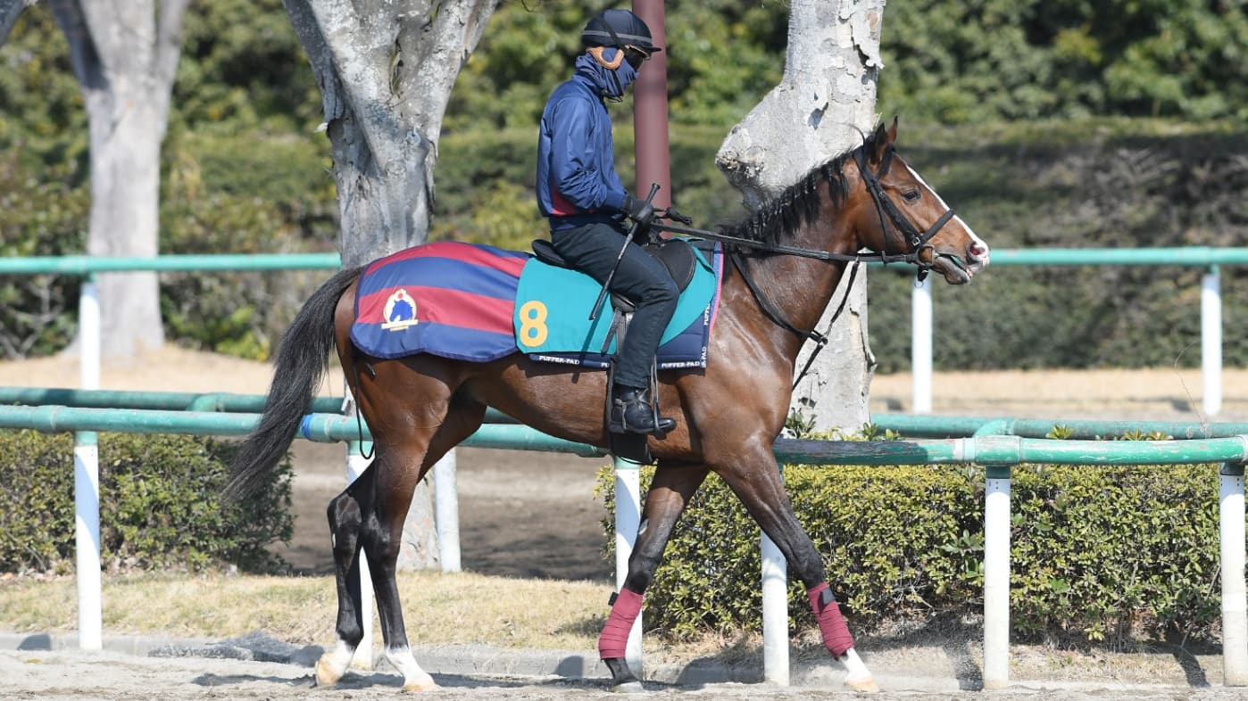 2歳馬情報：コナパームス（コナブリュワーズの2024)3月中旬