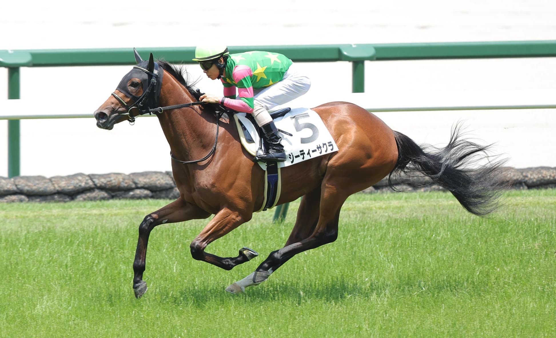 2歳馬情報：ジーティーサクラ（マニーズオンシャーロットの2024）