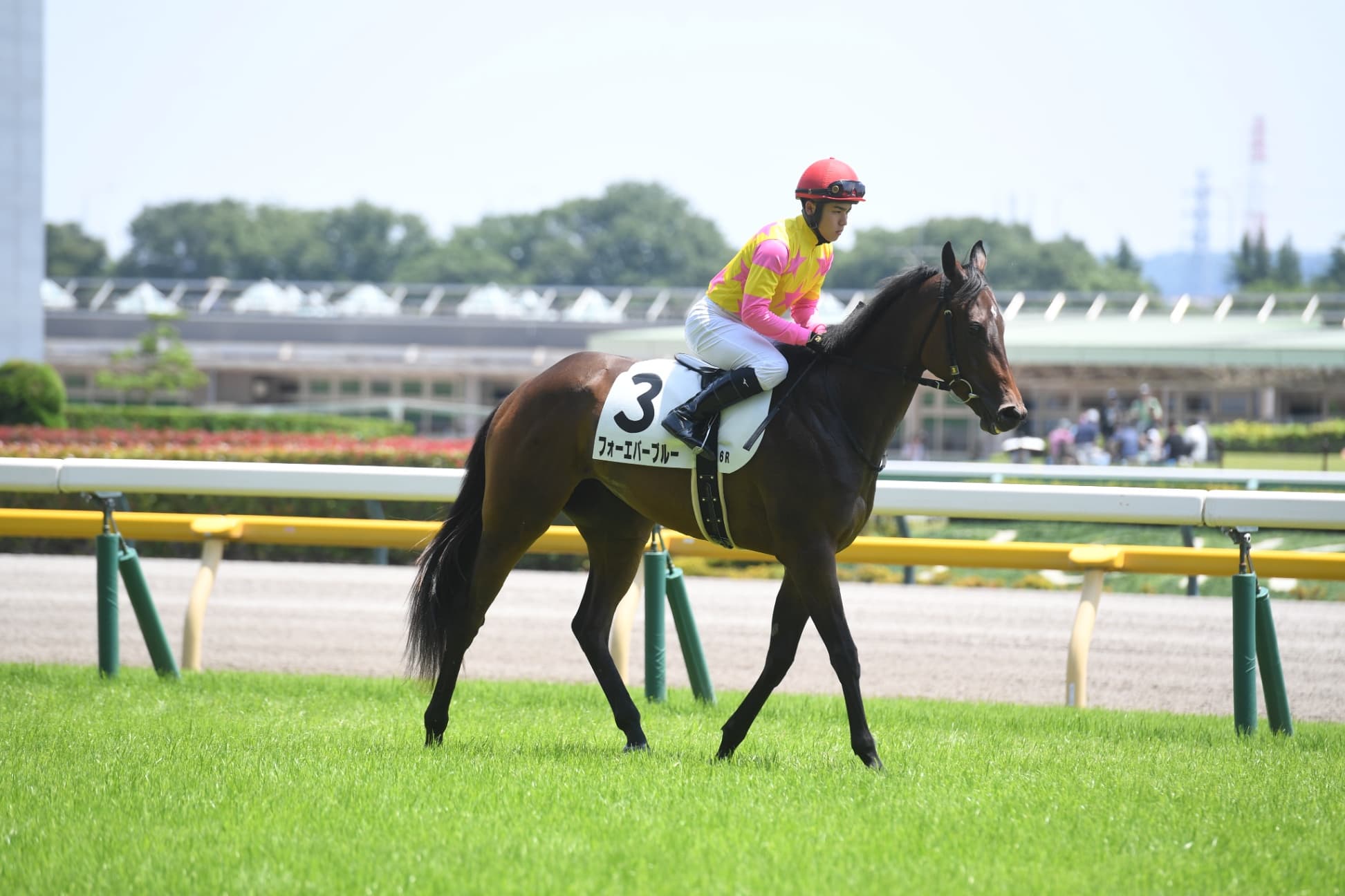 2歳馬情報：フォーエバーブルー（シェーネフラウの2024）