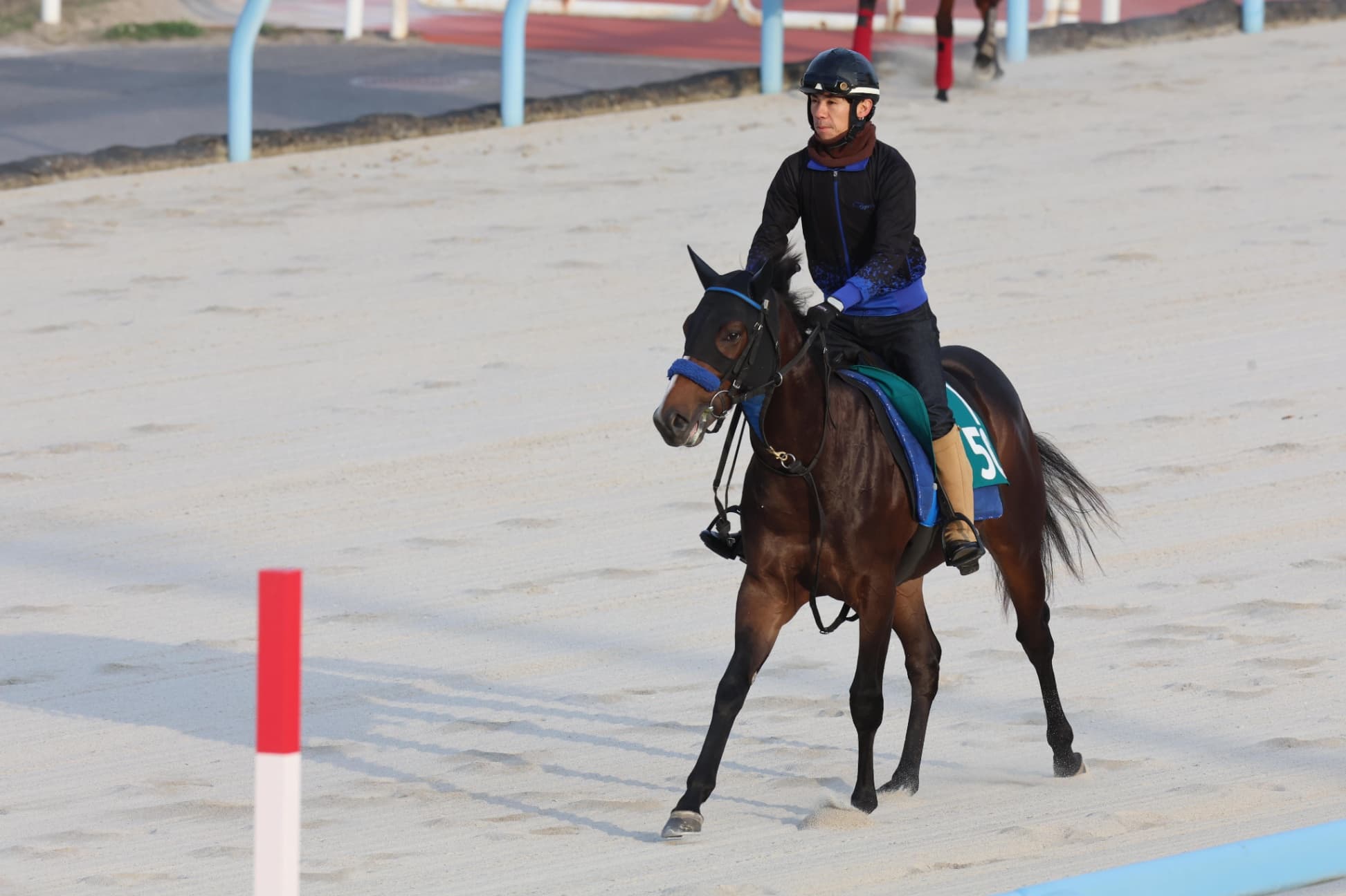 2歳馬情報：ジャストワナフライ（シングフォーユーの2024）