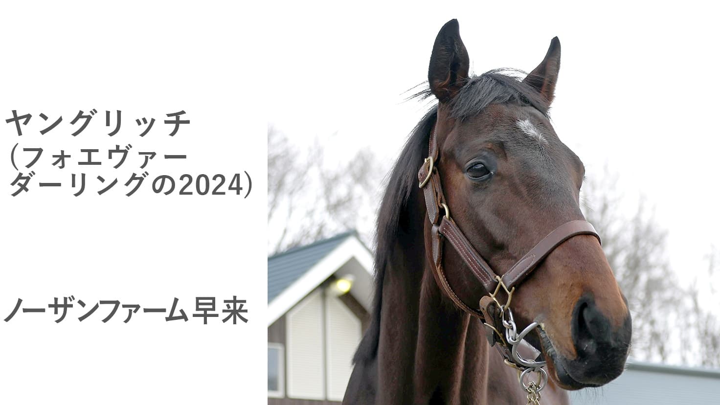 2歳馬情報：ヤングリッチ（フォエヴァーダーリングの2024)3月上旬
