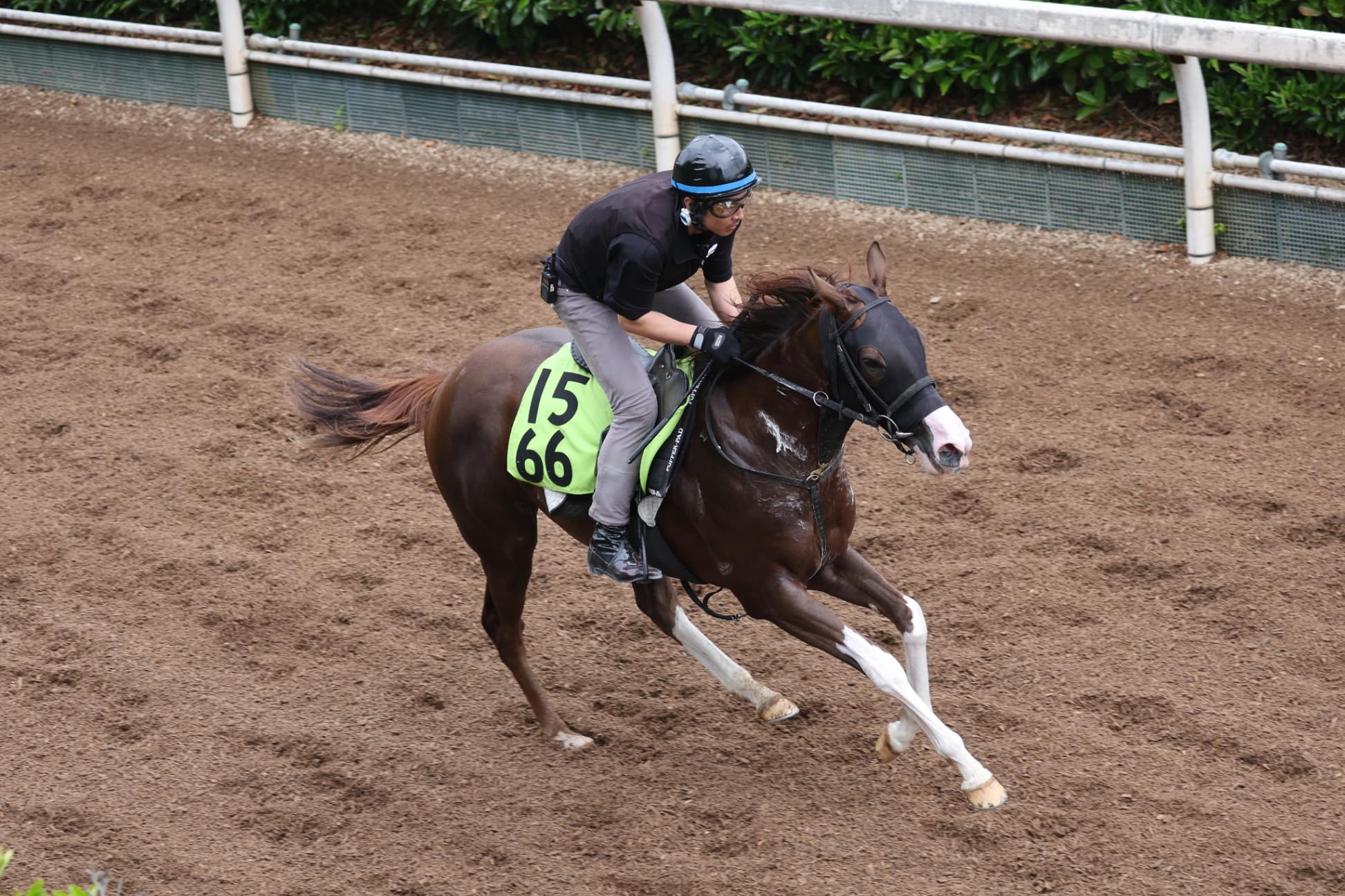 2歳馬情報：マーゴットマシェリ（ティッカーコードの2024）