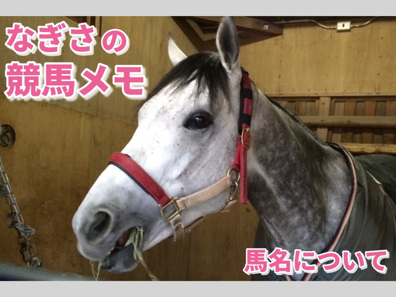 なぎさの競馬メモ：馬名について