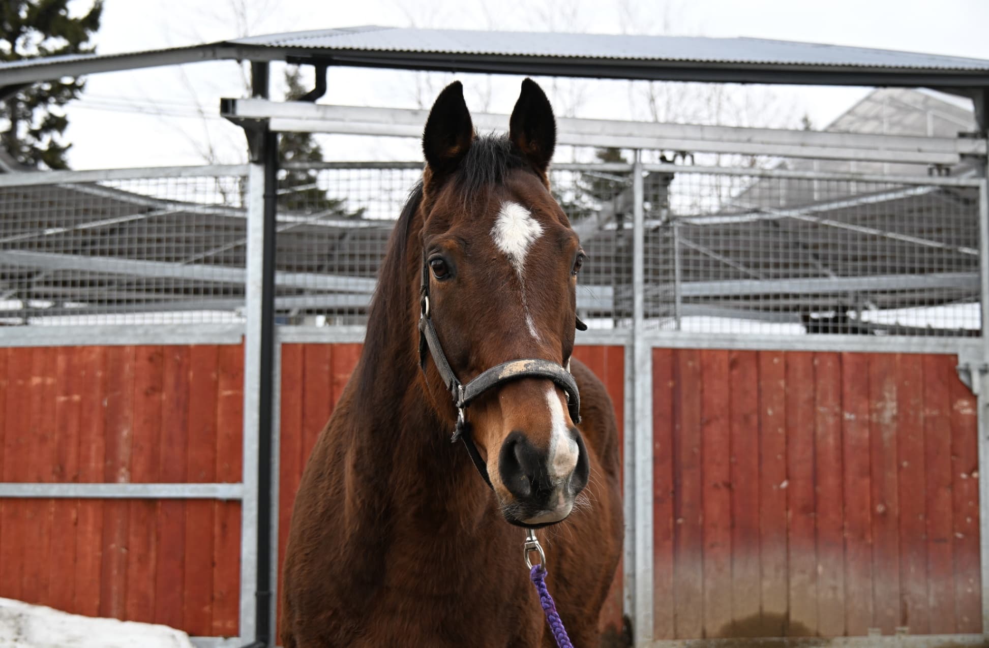 風のたより：ハッピーアワー　乗用馬として過ごす幸せなひととき