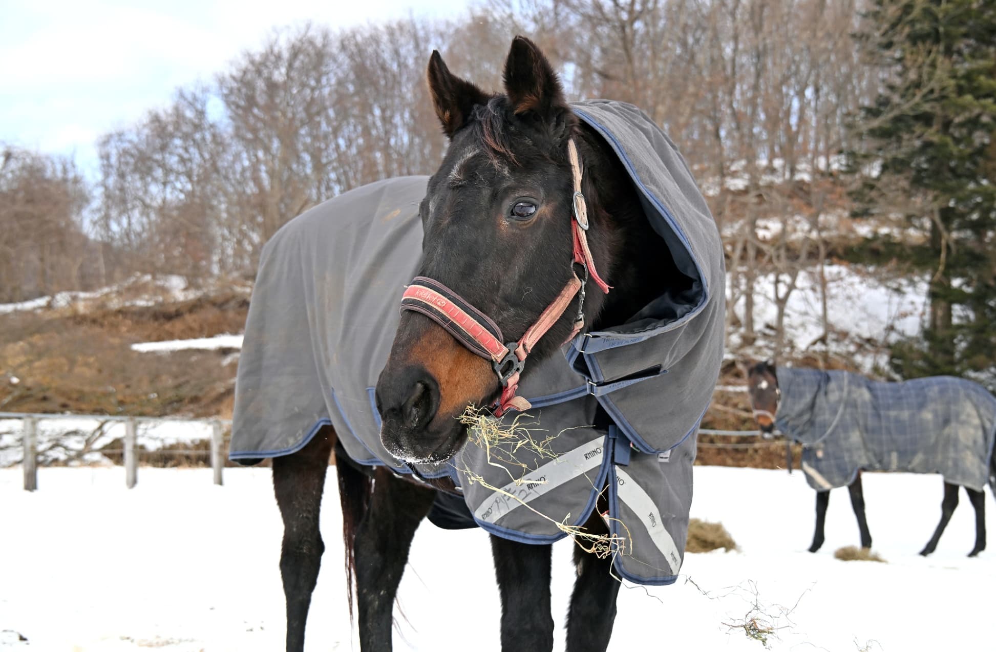 風のたより：テイエムプリキュア　紛れもないみんなのヒロイン