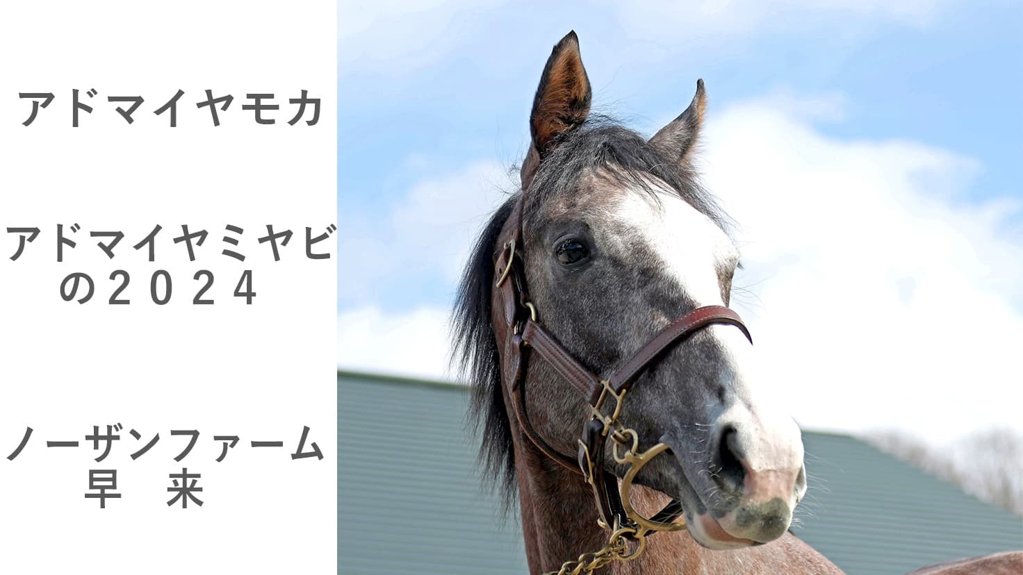 2歳馬情報：アドマイヤモカ（アドマイヤミヤビの2024)3月上旬