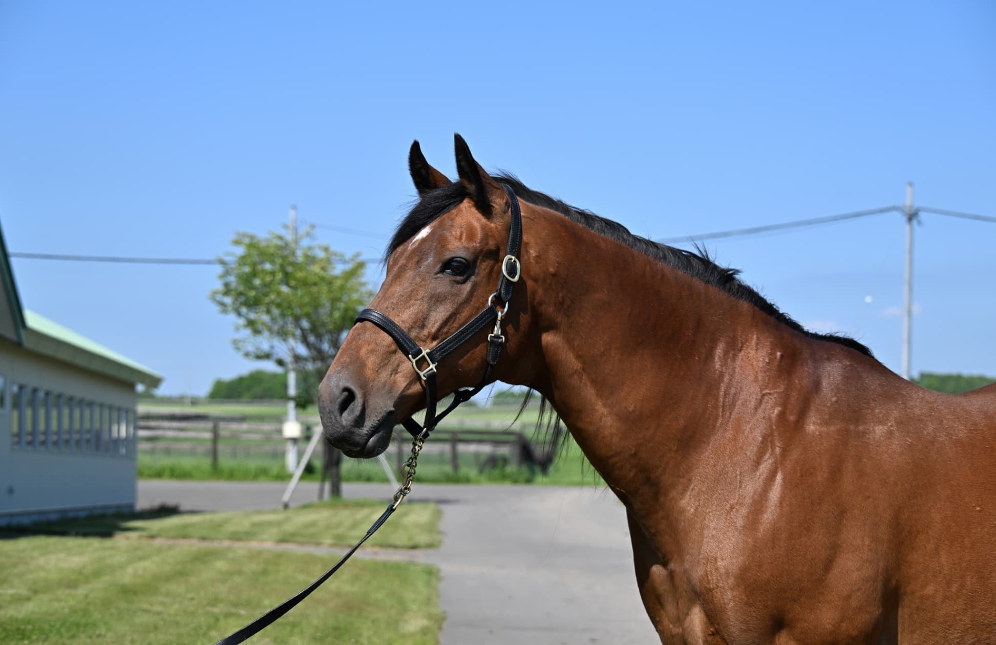 種牡馬から先生に転身　アーネストリー