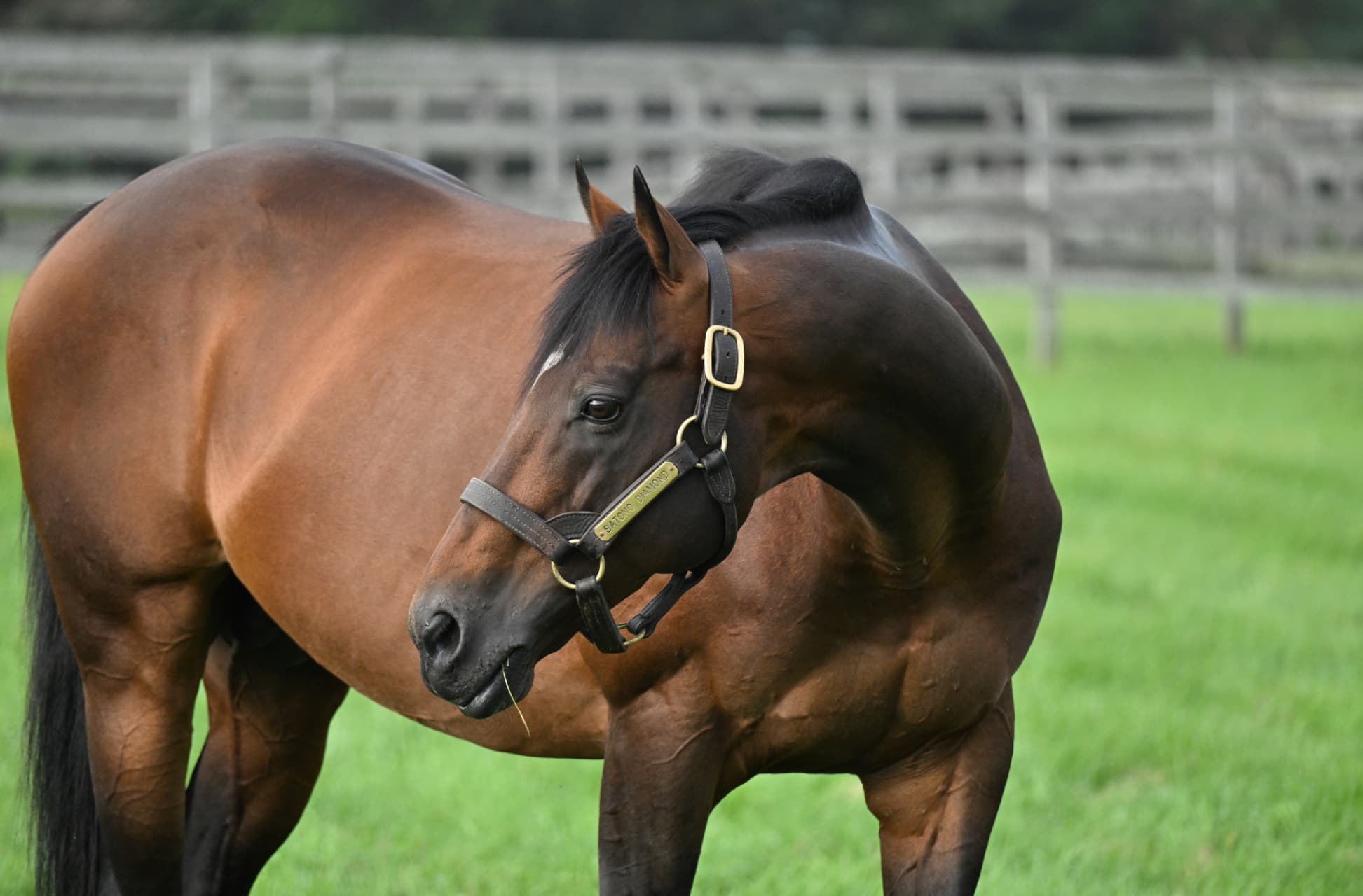 サトノダイヤモンド　種牡馬としてさらに輝きを