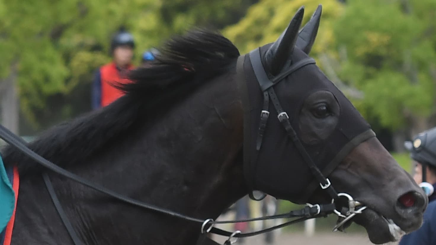 ２歳馬情報：スターフラッシュ(Shanghai Starletの2024)