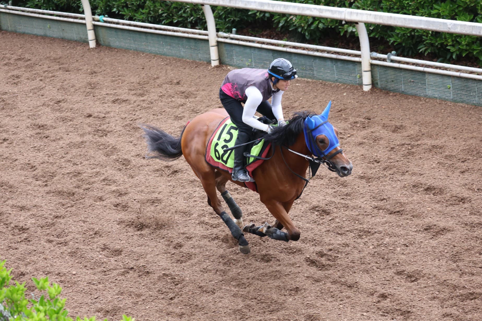 2歳馬情報：ティエルニート（ペブルガーデンの2024）