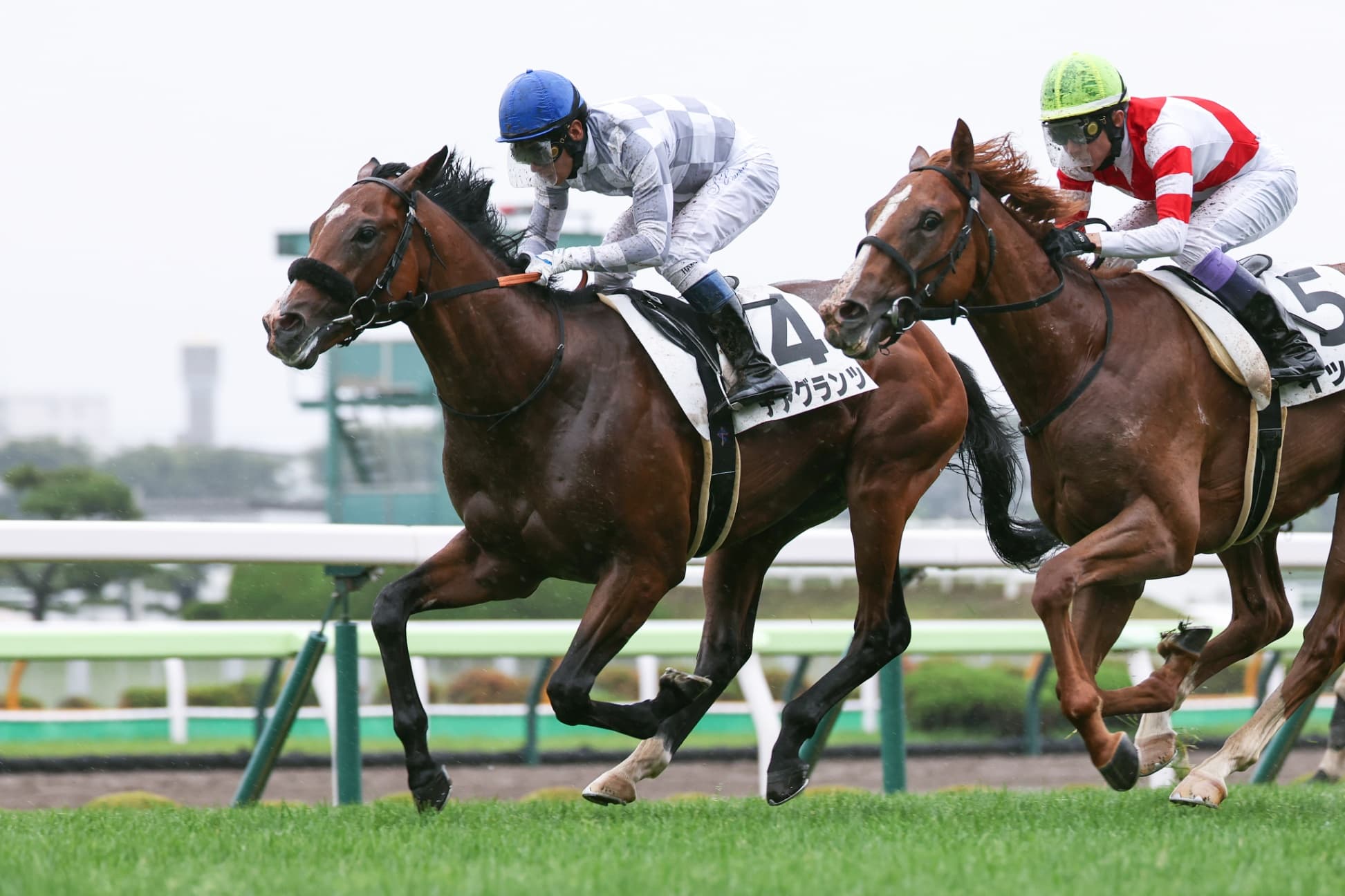 2歳馬情報：デアグランツ（スターズアンドクラウズの2024）
