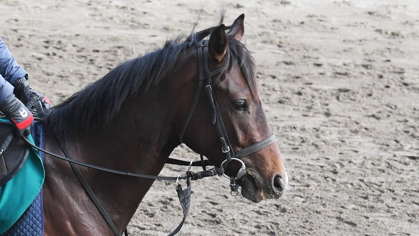 2歳馬情報：グルーヴェンス(グルーヴラインの2024)　3月上旬