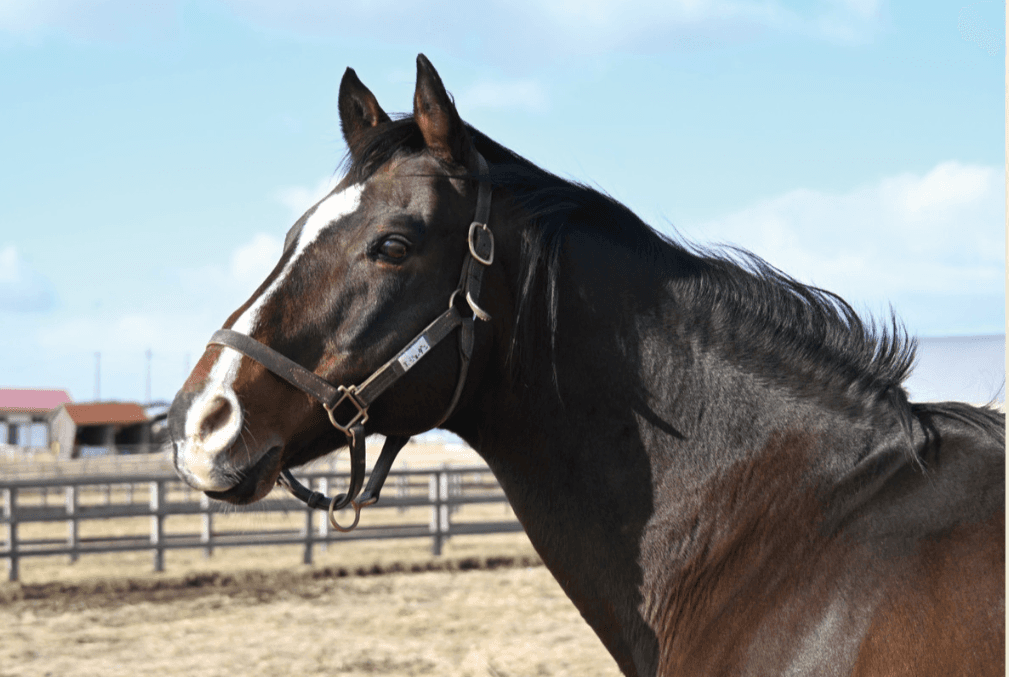 風のたより：トーセンジョーダン　蹄の病気と戦い続けた〝努力の天才〟
