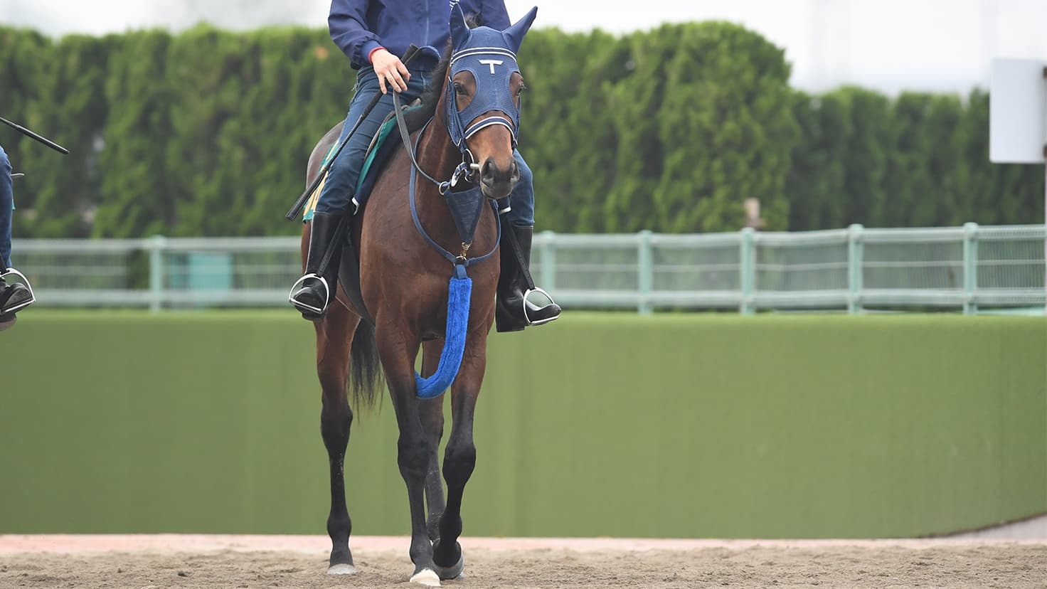2歳馬情報：シェーンリヒト（シェーングランツの2024)4月中旬
