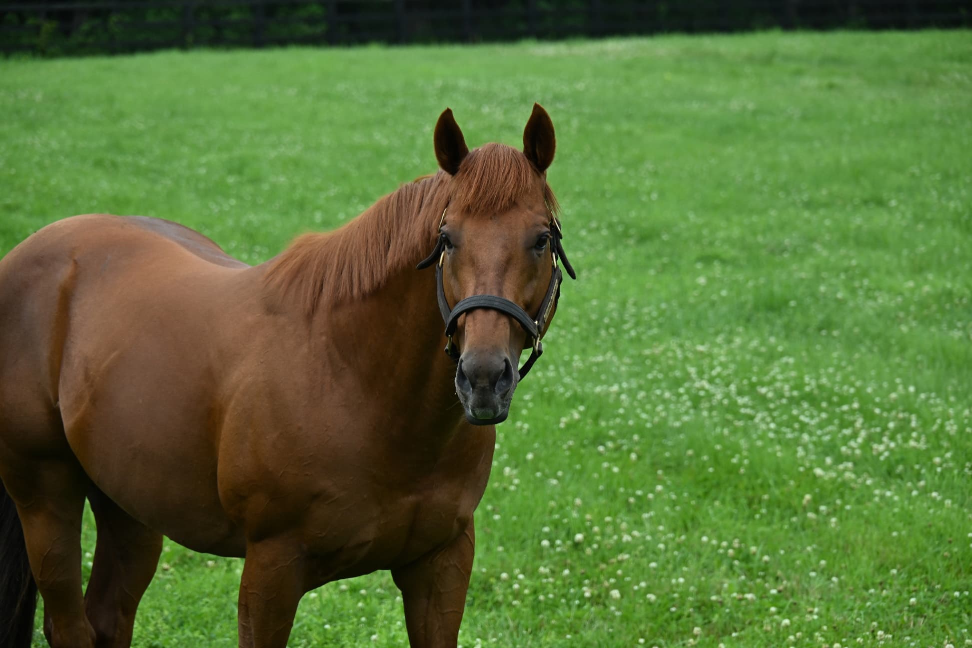 週刊Gallop Online｜競馬をもっと深く楽しむ
