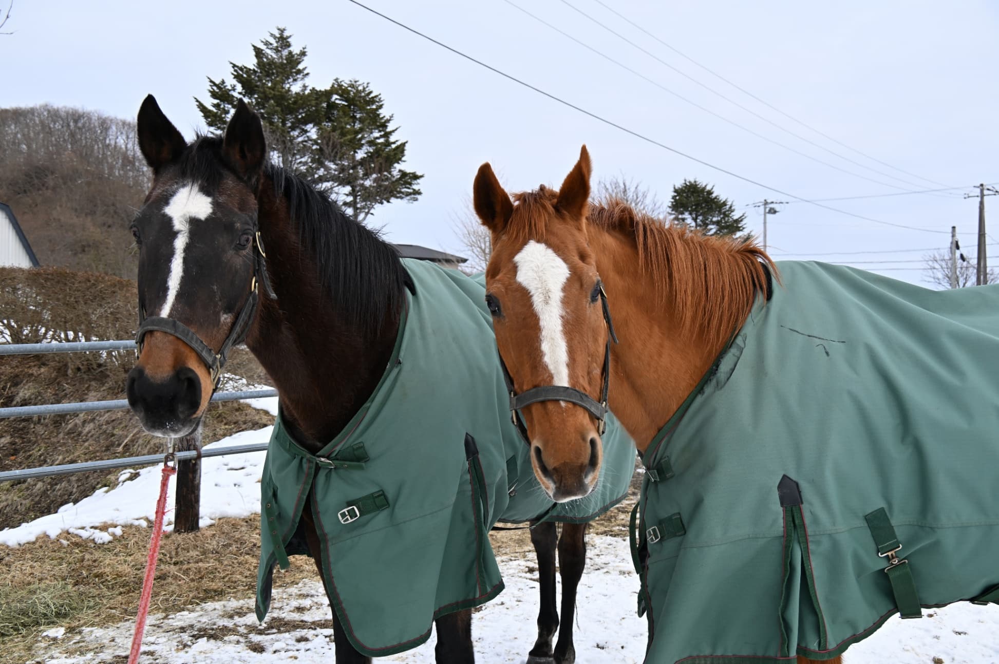風のたより：ダイワエルシエーロ　下河辺牧場ゆかりの孝行娘