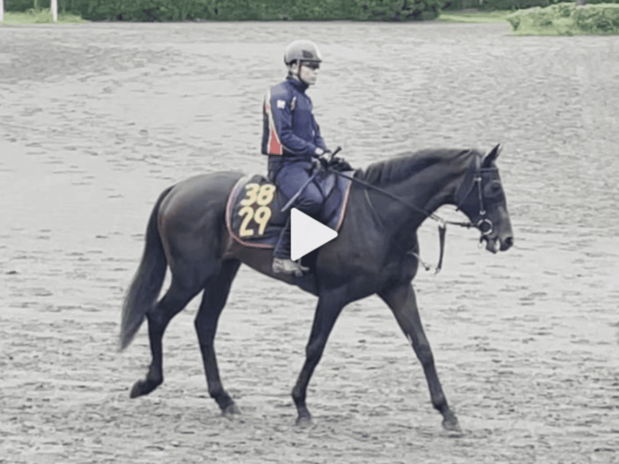 【動画・2歳盛り】セントベルナール